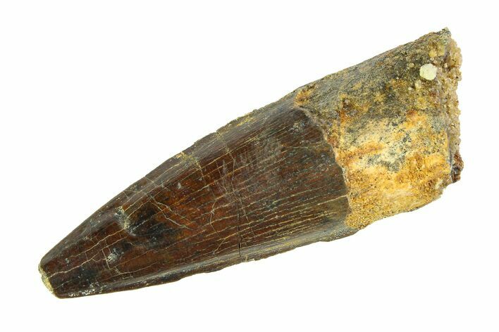 Fossil Spinosaurus Tooth - Real Dinosaur Tooth #346765